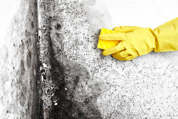 Best Local Mold Removal Service  in Brewerton, NY