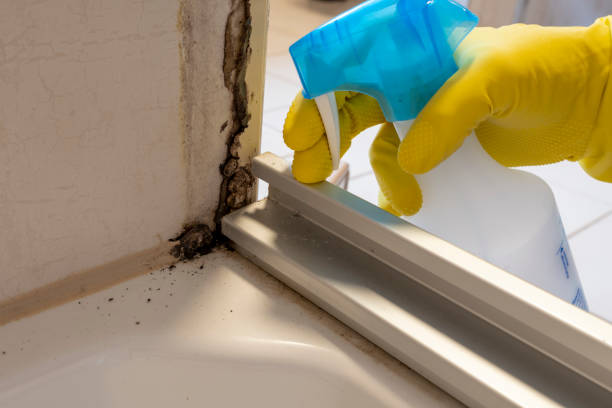 Best Toxic Mold Removal  in Brewerton, NY