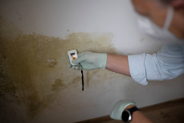 Best Commercial Mold Removal  in Brewerton, NY