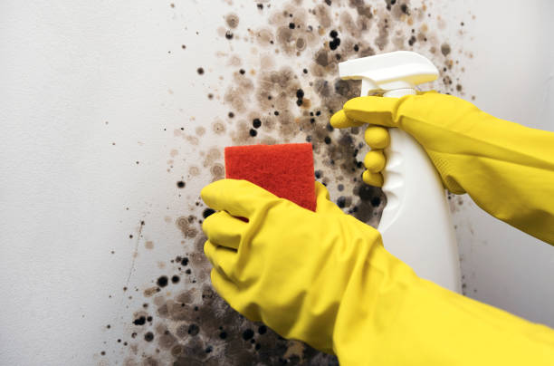 Best Crawl Space Mold Removal  in Brewerton, NY
